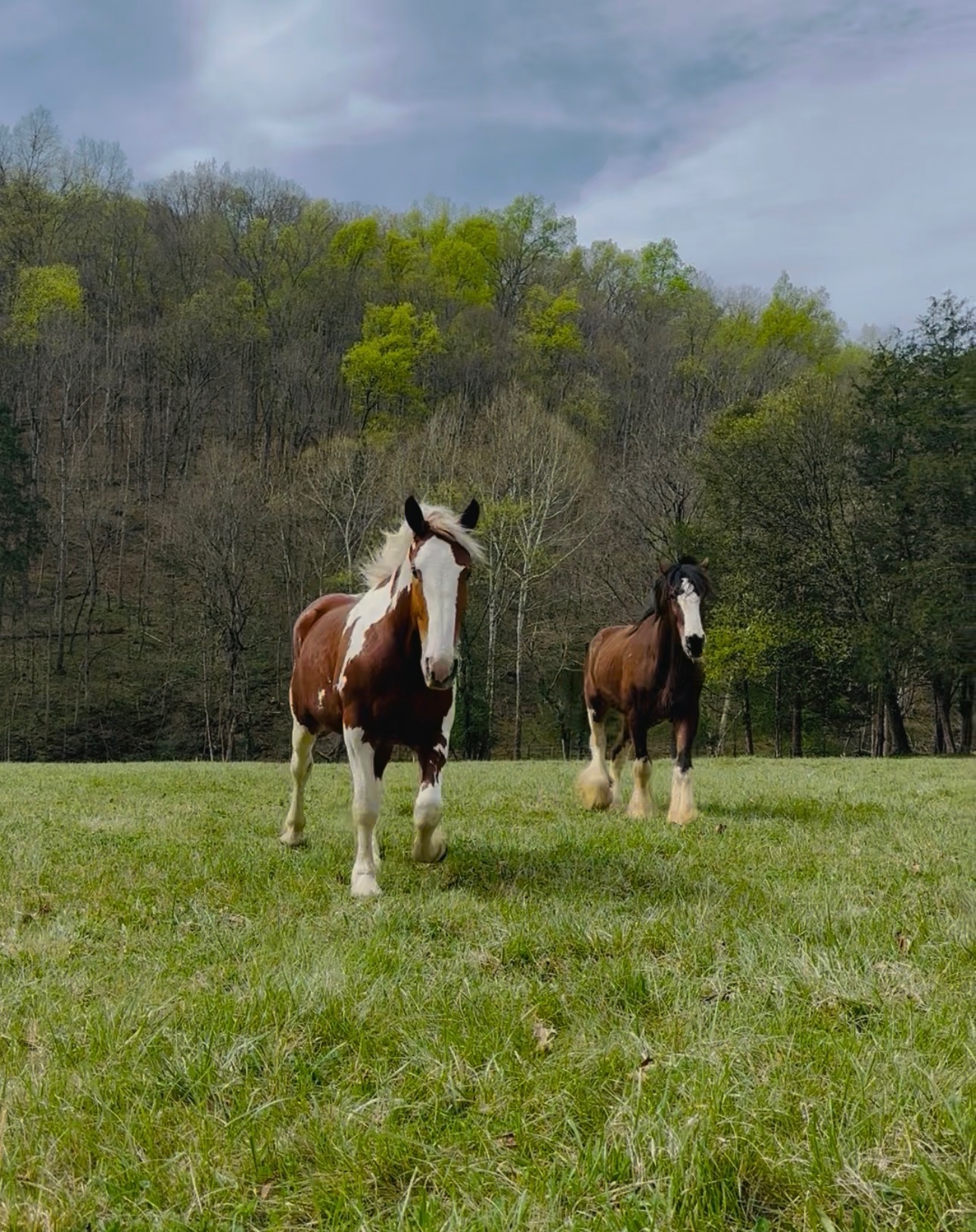 Two horses in a spring pasture at Knoxville Farm