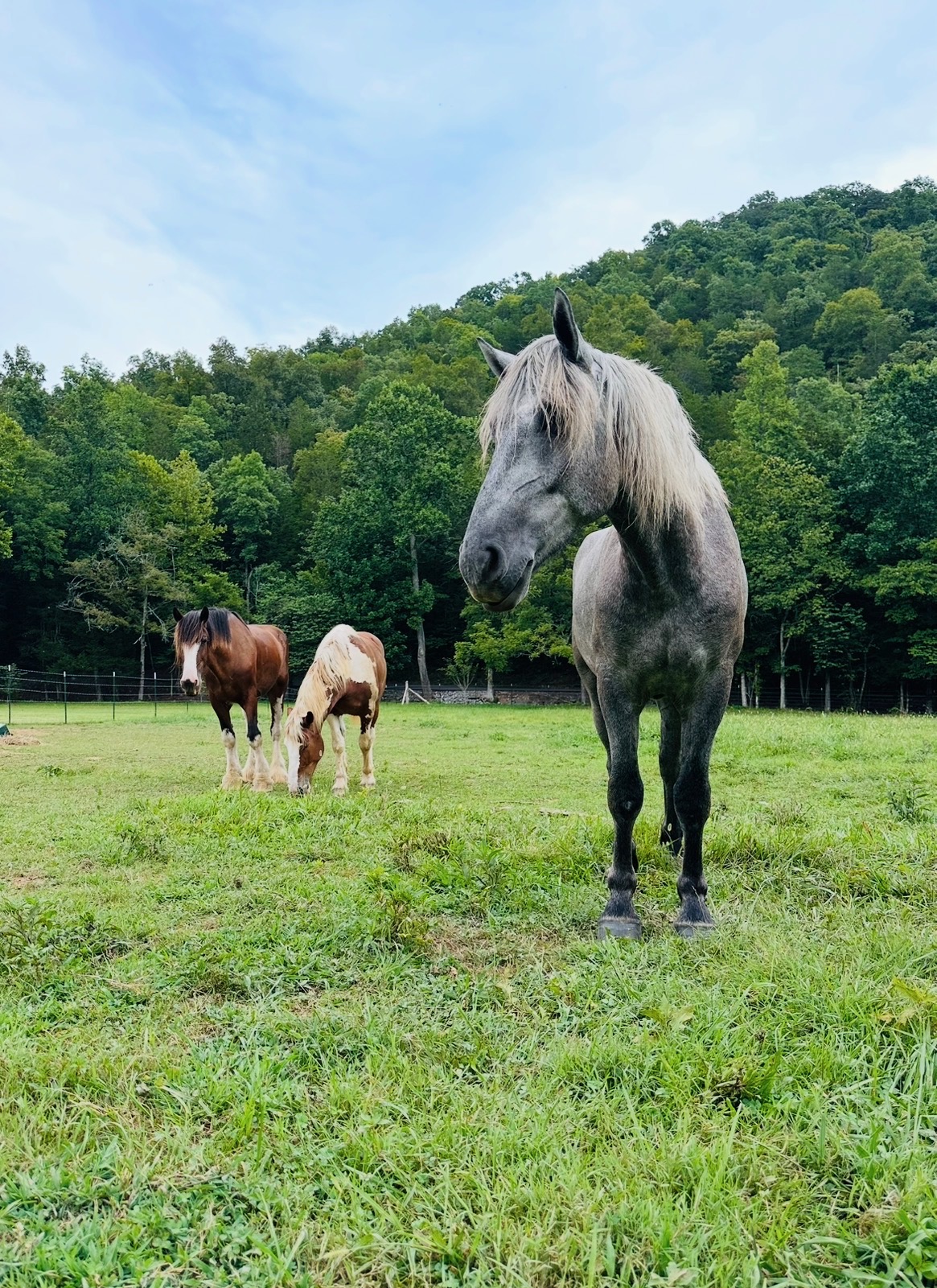 Draft horses grazing in a summer pasture at Knoxville Farm