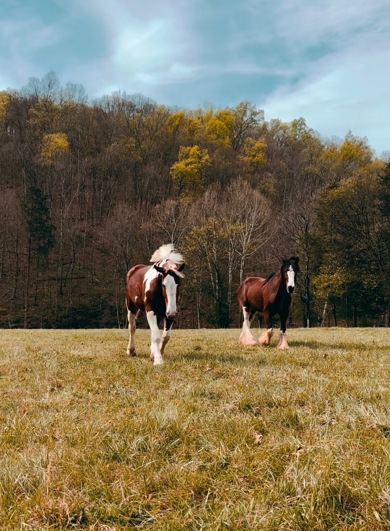 Two draft horses walking through an autumn pasture at Knoxville Farm