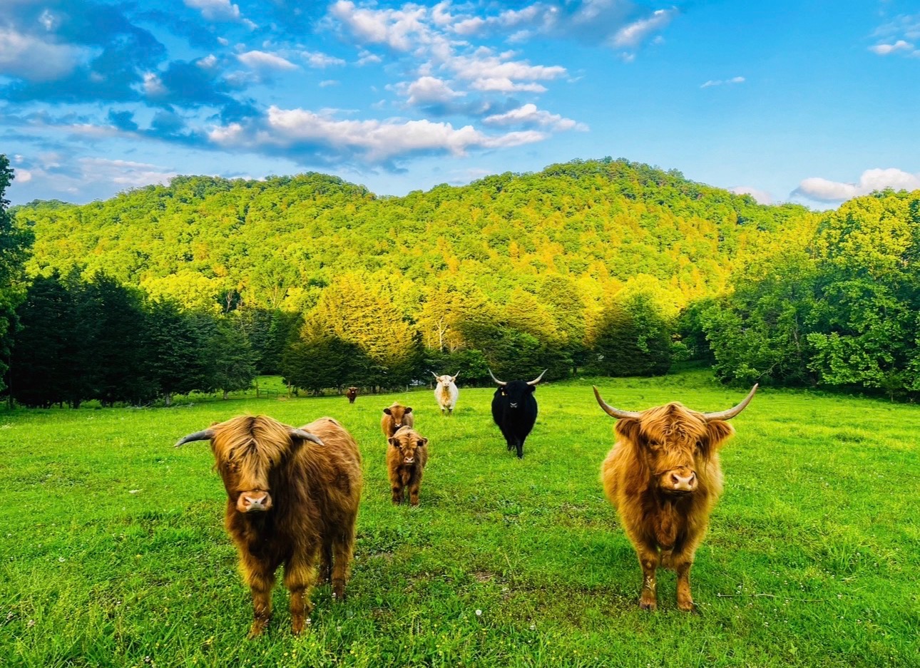 Highland cattle in a green pasture with rolling hills at Knoxville Farm