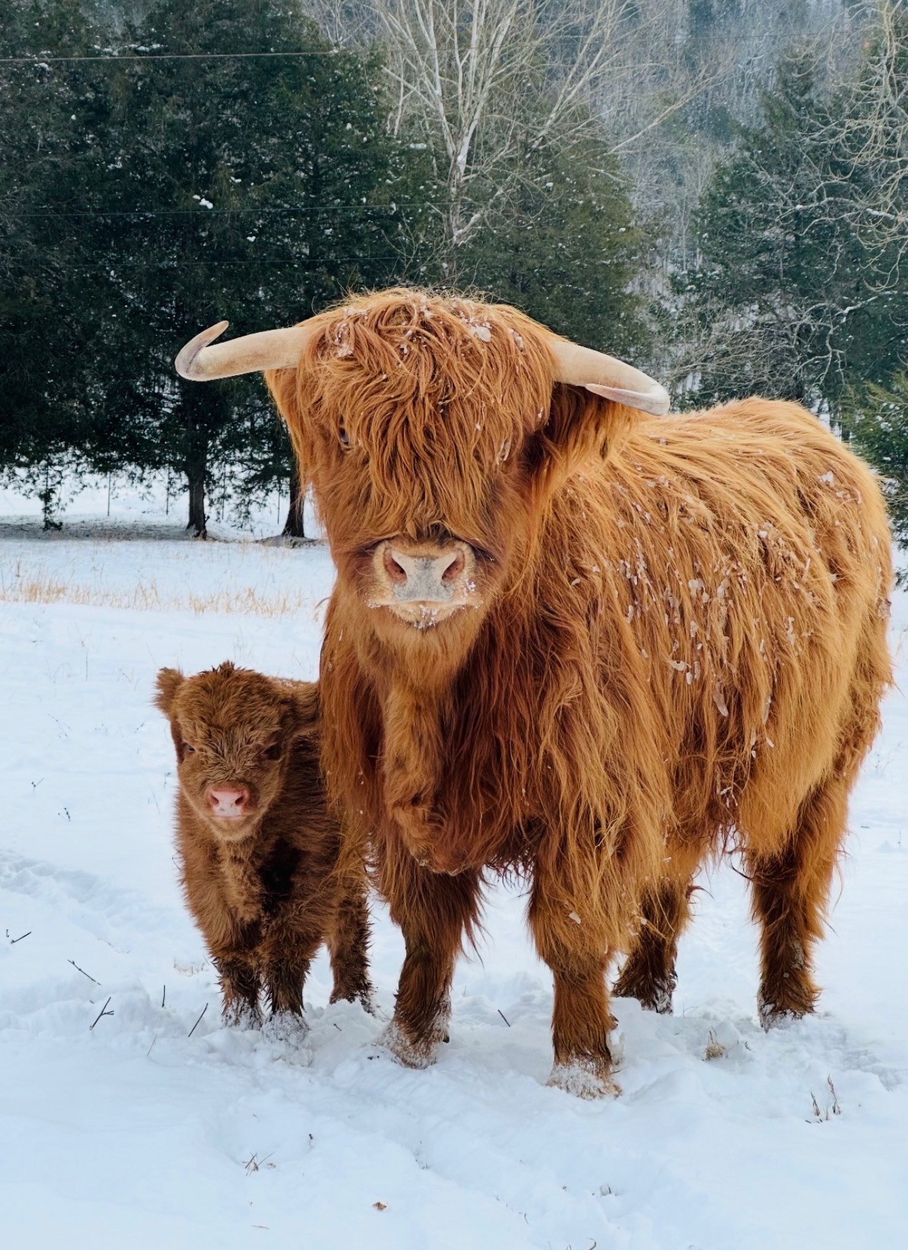 Highland cow and calf in a snowy pasture at Knoxville Farm